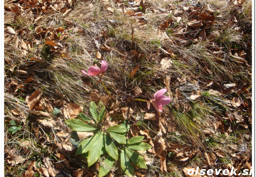 Blegoš za Olsevek si